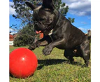 Aussie Dog Products 19cm Pet Enduro Interactive Hard Ball Play Toy Outdoor Red M