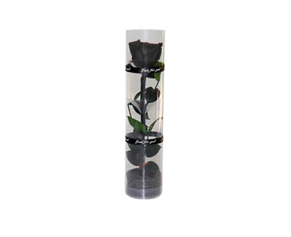 A real preserved rose, everlasting rose, durable rose, eternal flowering rose,black