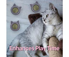 3pcs Catnip Ball Organic Cat ball Catnip toy Interactive Cat toy gray