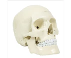 Life Size Deluxe Human Skull