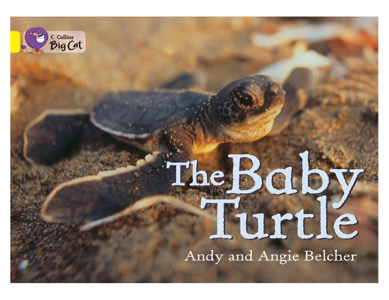 The Baby Turtle: Band 03/Yellow (Collins Big Cat) (Collins Big Cat)