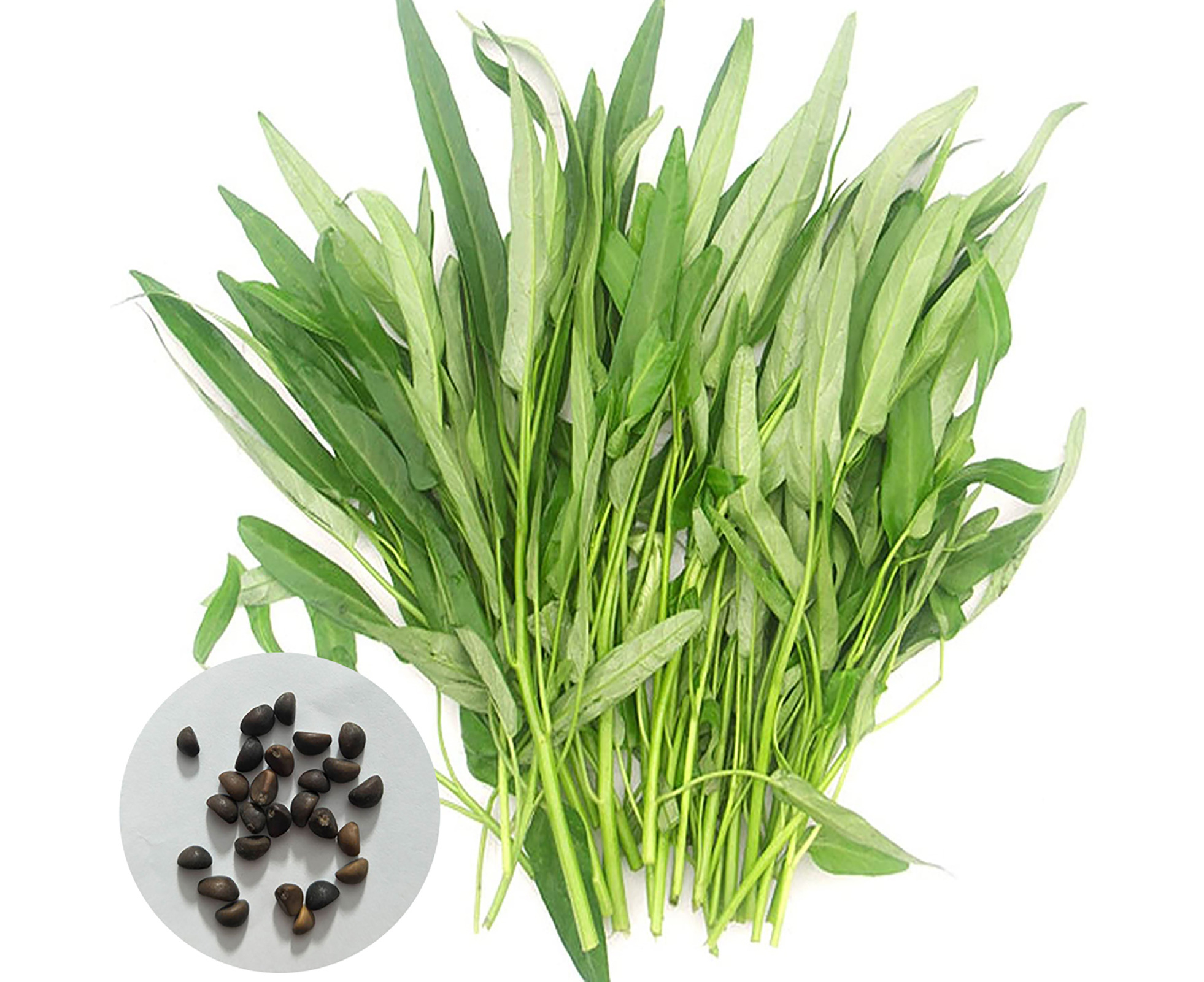 1 Bag Water Spinach Seed Rustic Heat Resistant Nutritious Edible Garden