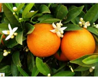 Orange Blossom - Fragrance Oil
