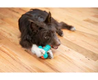 Arm & Hammer Nubbies Wishbone Dental Dog Toy