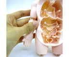 18Pcs/Set Human Model Removable Educational Toy Plastic Rotatable Organ Assembly Toy for Kids-Nude