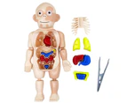 18Pcs/Set Human Model Removable Educational Toy Plastic Rotatable Organ Assembly Toy for Kids-Nude