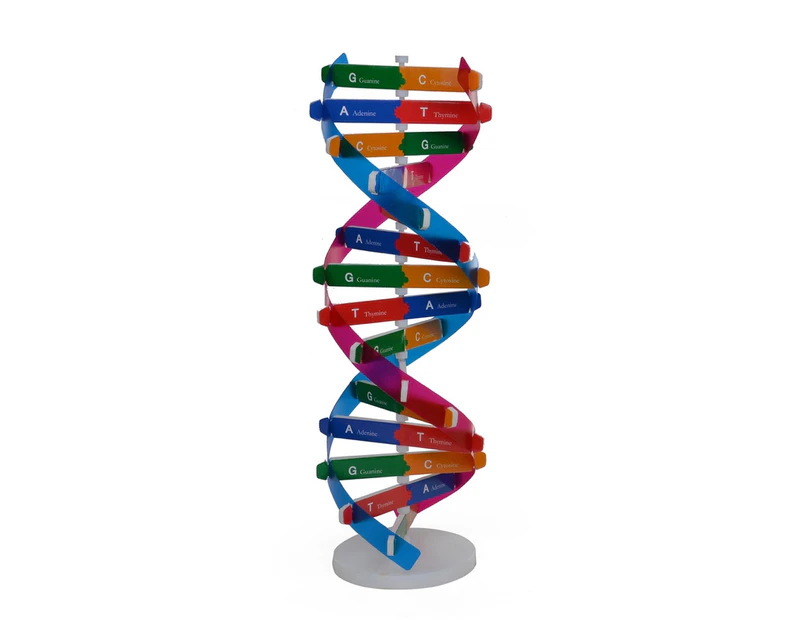 DNA Models Double Helix Structure Teaching Toy ABS Double Helix DIY Human Genes for Biological Science- A