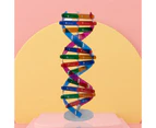 DNA Models Double Helix Structure Teaching Toy ABS Double Helix DIY Human Genes for Biological Science- A