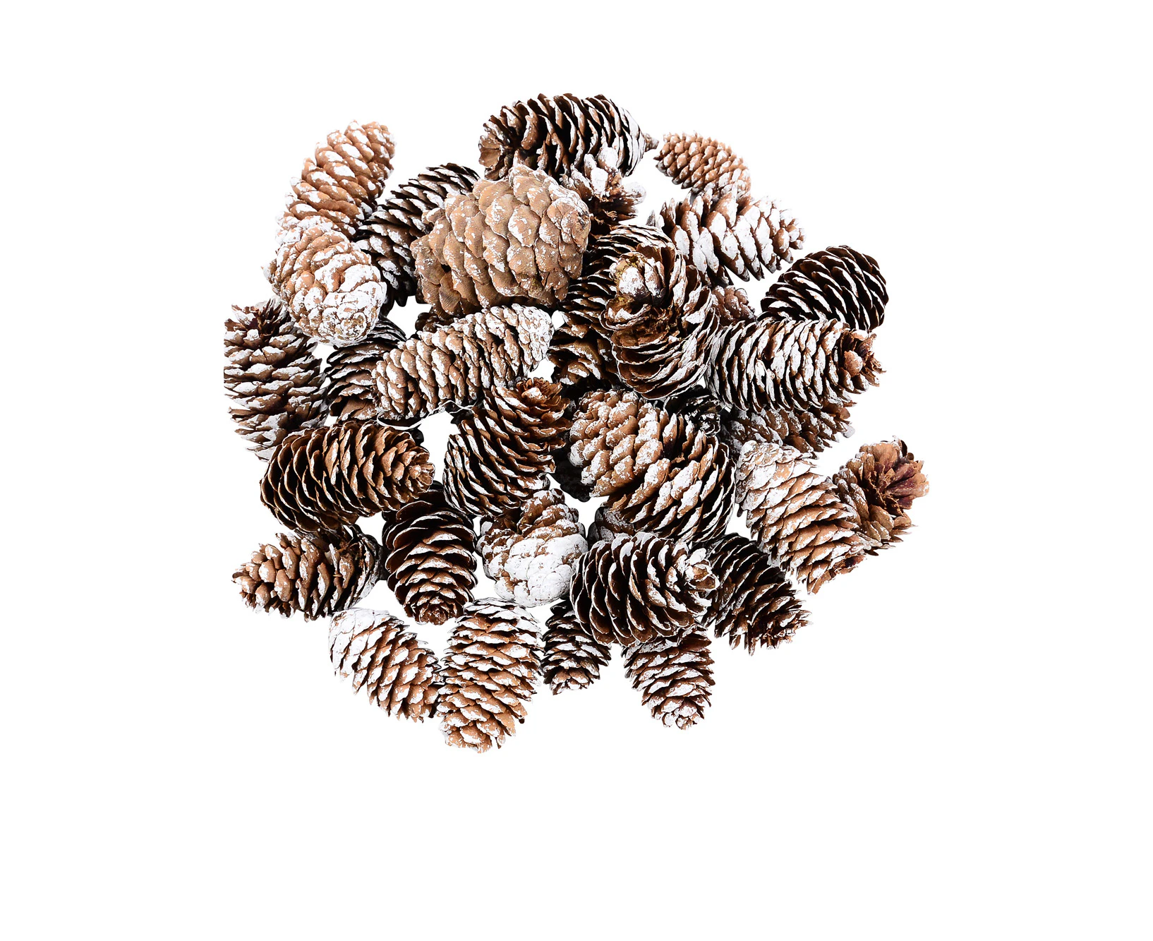 Decorative White Frosted Natural Christmas Long Pine Cones - 150g