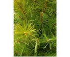 Balsam Pine Table Top Christmas Tree with 104 Tips - 65cm - Green