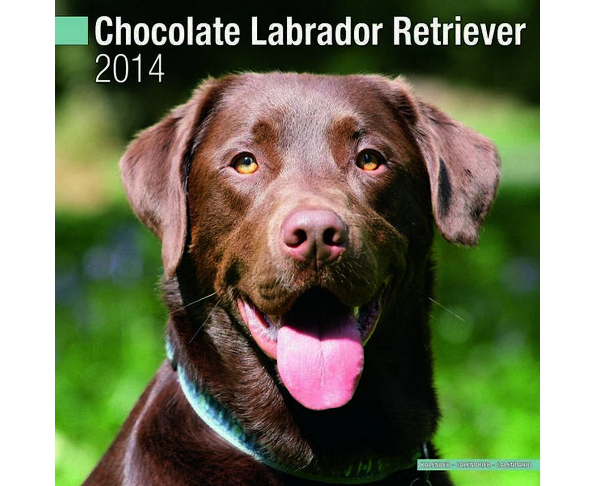 Chocolate Labrador Retriever 2014 (Calendar 2014)