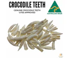 50 Loose SALTWATER CROCODILE TEETH Tooth Rare Souvenir Collector BULK
