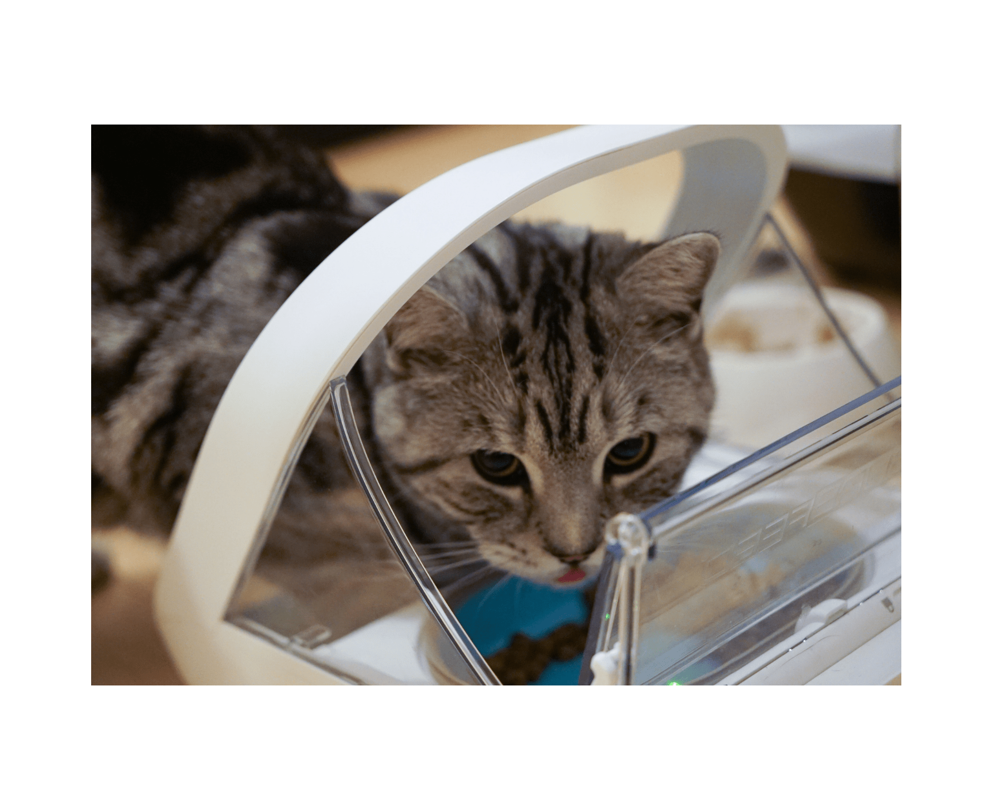 Microchip cat feeder clearance australia