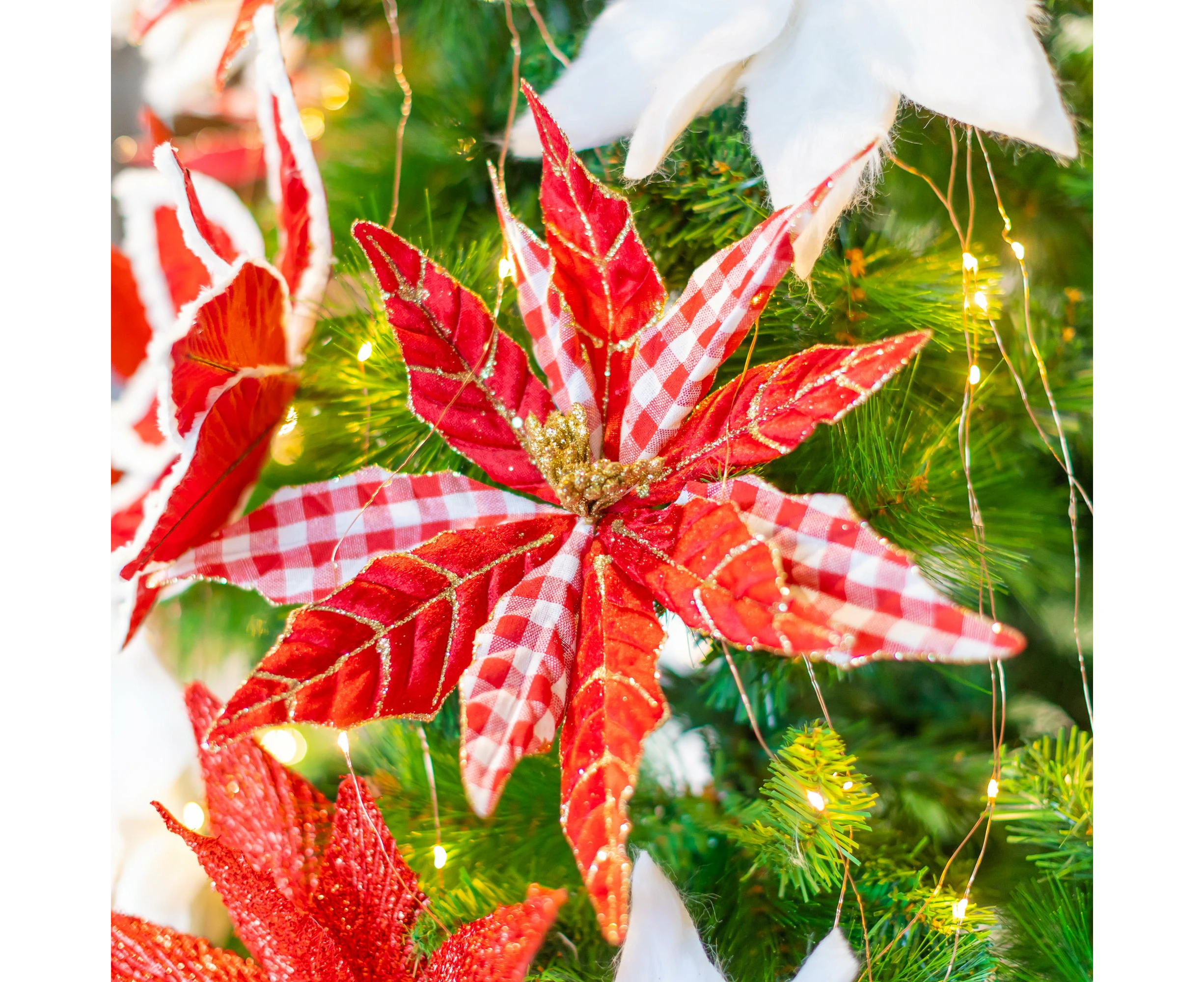 Red and White Plaid Poinsettia with Gold Edges