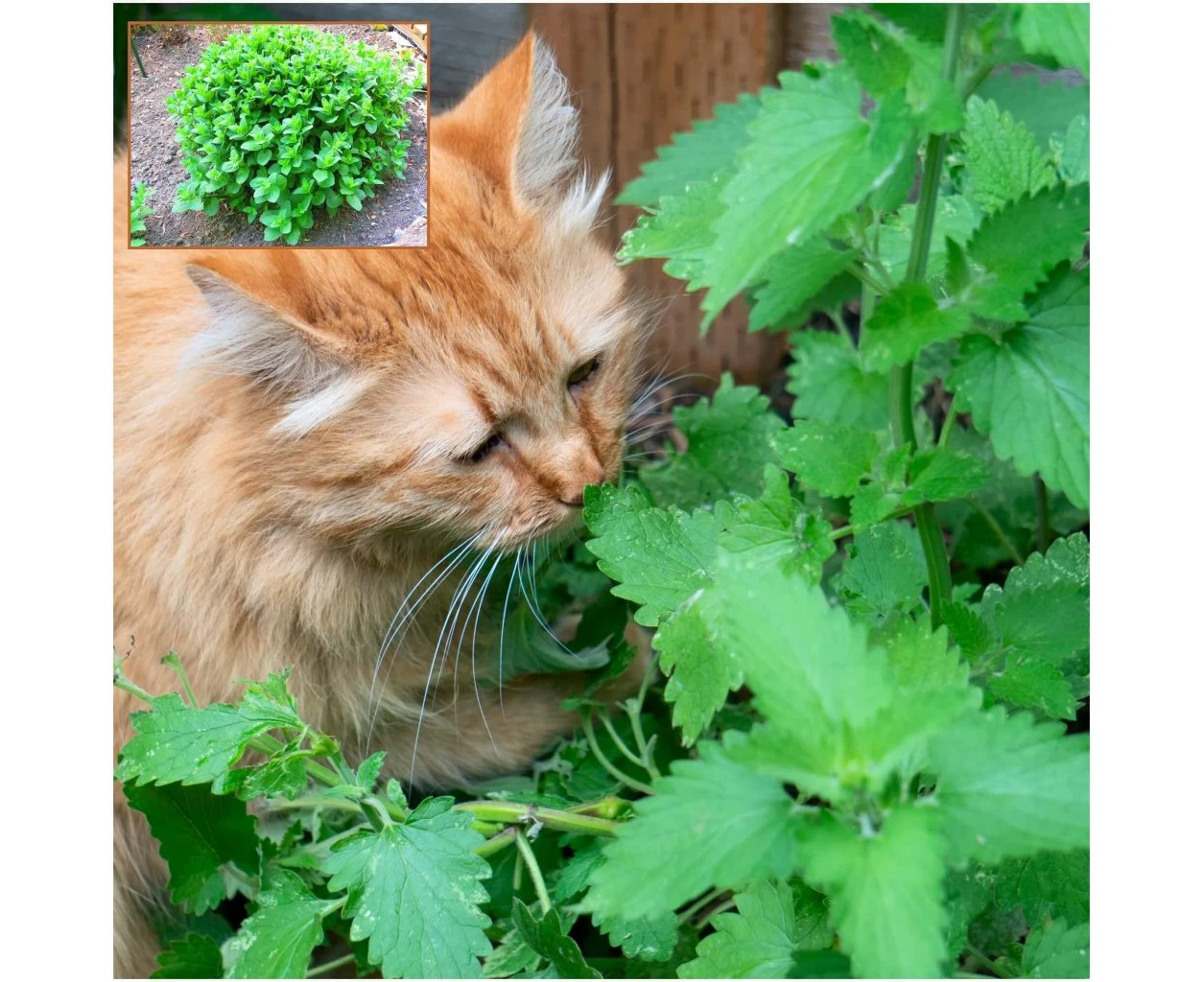 Catnip seeds