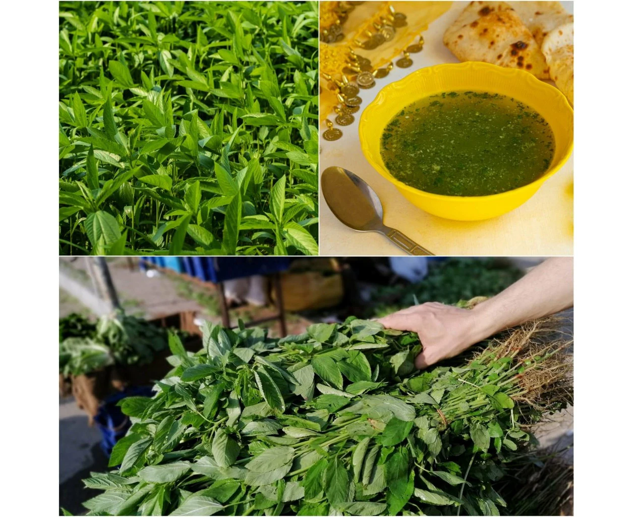 Spinach - Egyptian seeds