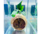 Full Coconut House With Assorted  Anubias For Aquatic Fish Tank Aquarium