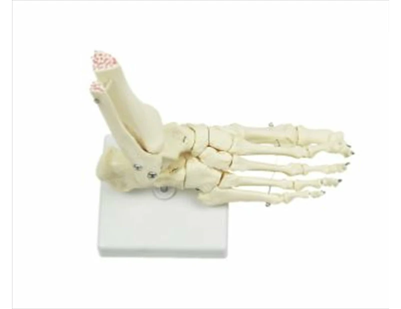 Life Size Foot Joint Model