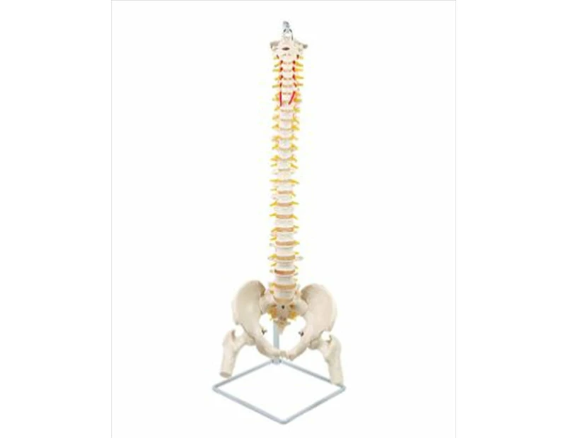 Life Size Flex Vertebral Spine Pelvis & Femur Skeleton Model Anatomy