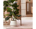 Artificial Fiddle Leaf - Anko - Multi