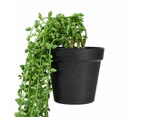 Draping String of Pearls Plant - Anko - Multi