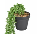 Draping String of Pearls Plant - Anko