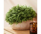 Artificial Oval Topiary  - Anko - Multi