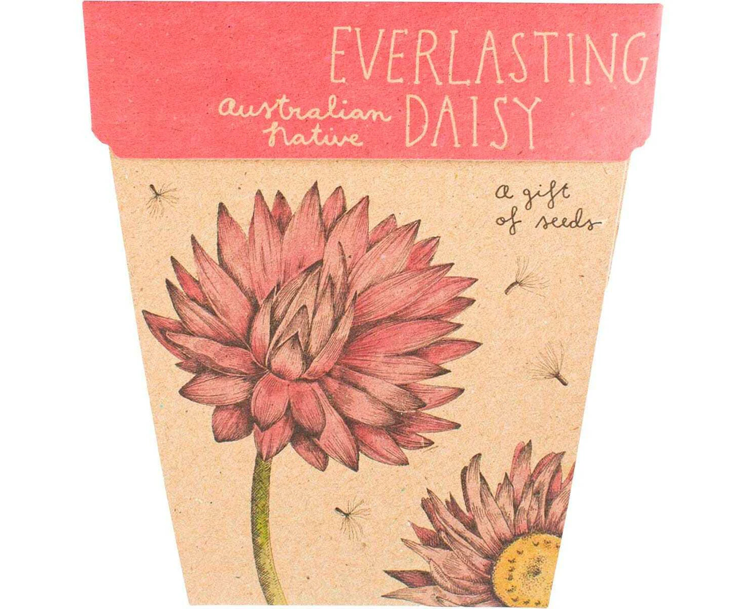 Sow 'n Sow Everlasting Daisy Of Seeds