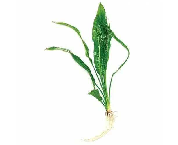 Pisces Live Plant Amazon Swords - Small (111200)