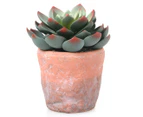West Avenue Artificial Succulent w/ Cement Pot - Green/Terracotta