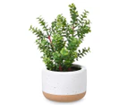 West Avenue Artificial Succulent w/ Ceramic Pot - Green/White/Terracotta