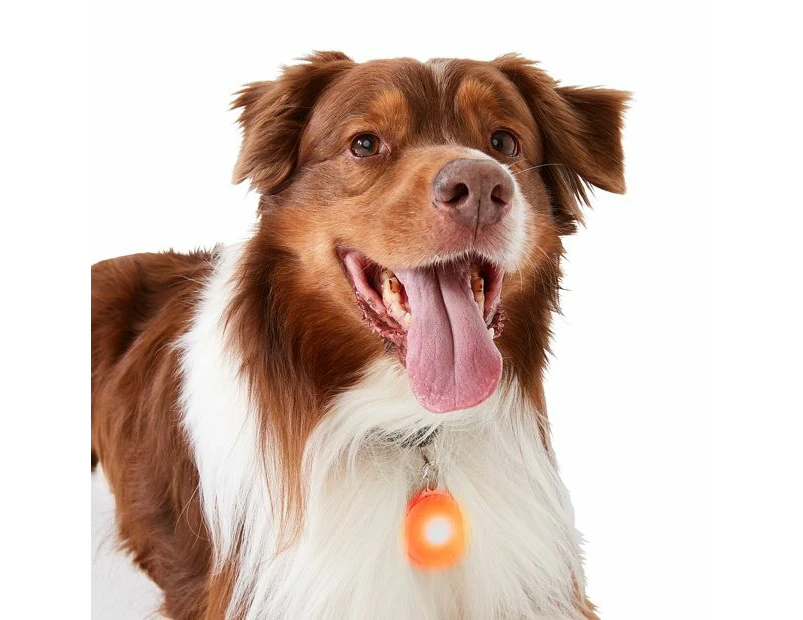 Pet LED Safety Pendant - Anko