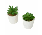 Artificial Succulent, Assorted - Anko