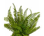 Artificial Fern in Pot - Anko