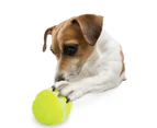 Dog Lucky Treat Toy With Rolling Ball Interactive Automatic Feeder Sound Light