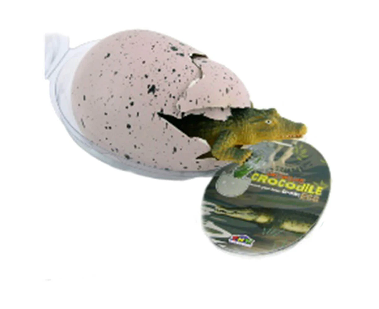 Growing Saltwater Croc in Egg (Large)