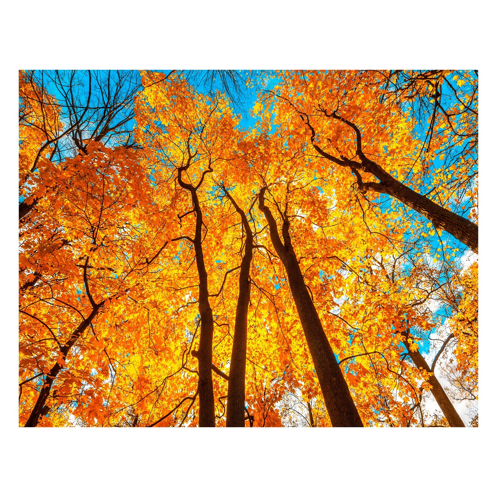 Autumn Trees Orange Diamond Art Painting Kit Set DIY 40cm x 50cm