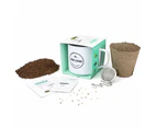 Urban Greens Co Grow Your Own Tea - Peppermint - Urban Greens