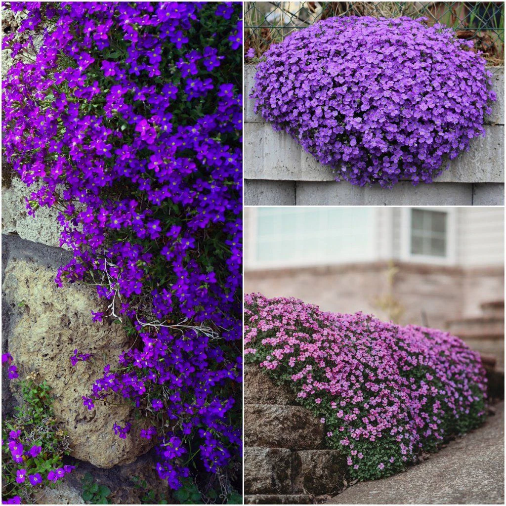 Aubretia - Hybrida Mix seeds