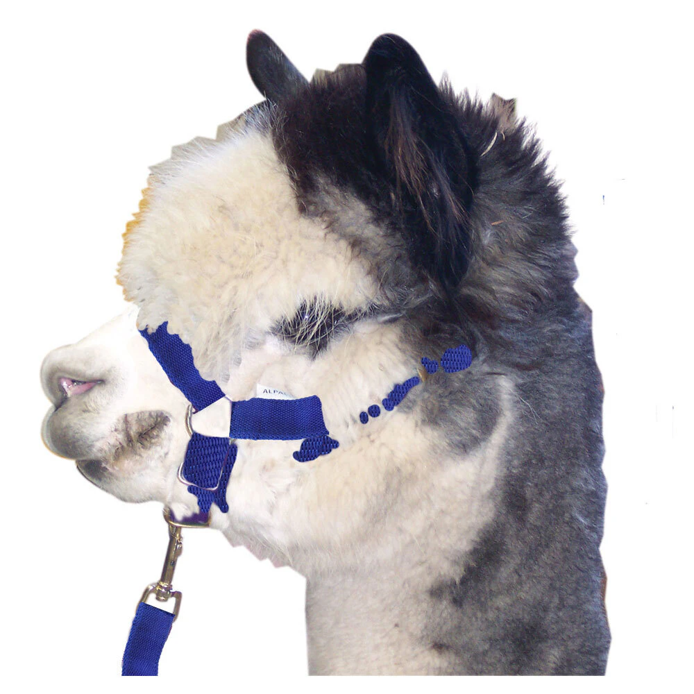 Alpaca Halter+Headstall + Lead Set  Head Stall [Royal Blue]