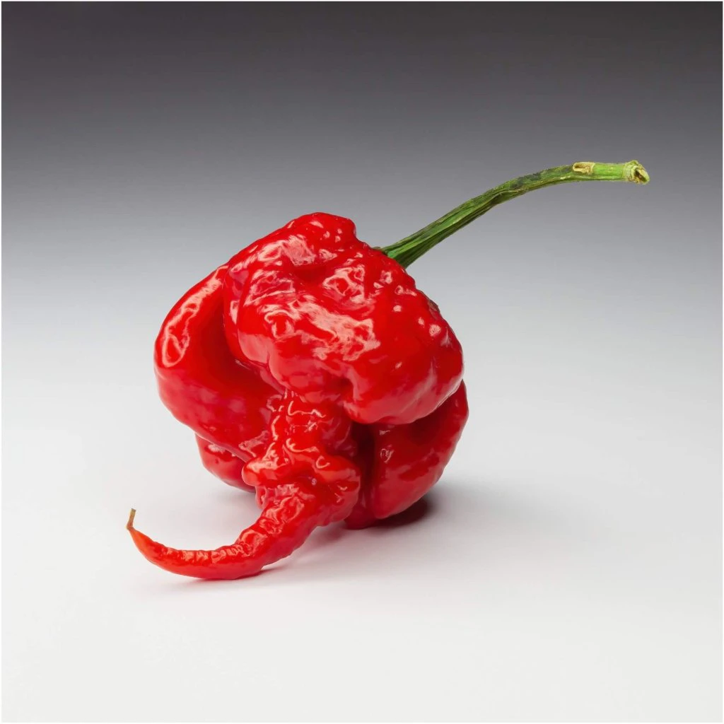 Chilli - Carolina Reaper - Red seeds