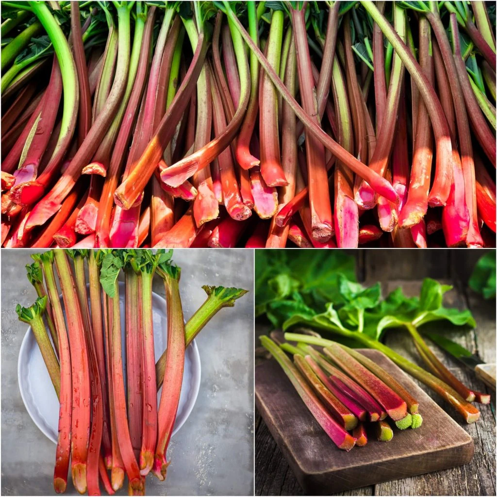 Rhubarb - Victoria seeds