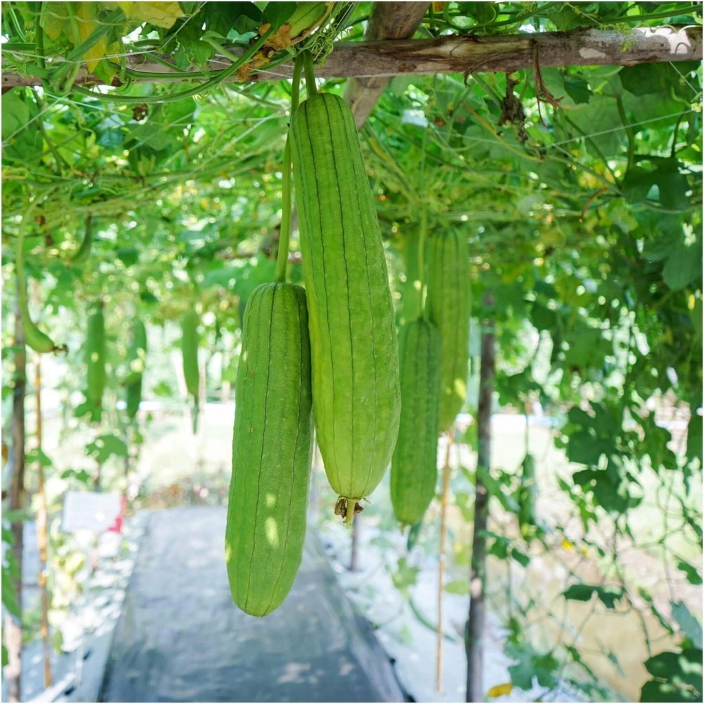 Luffa Gourd (Sponge Gourd) seeds