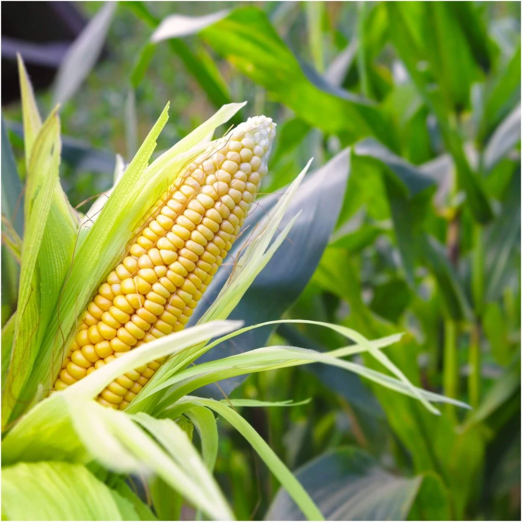 Corn Sweet - Balinese seeds