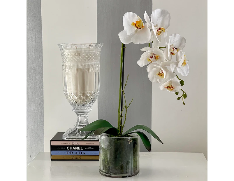 Small Phalaenopsis Orchid - Glass Vase