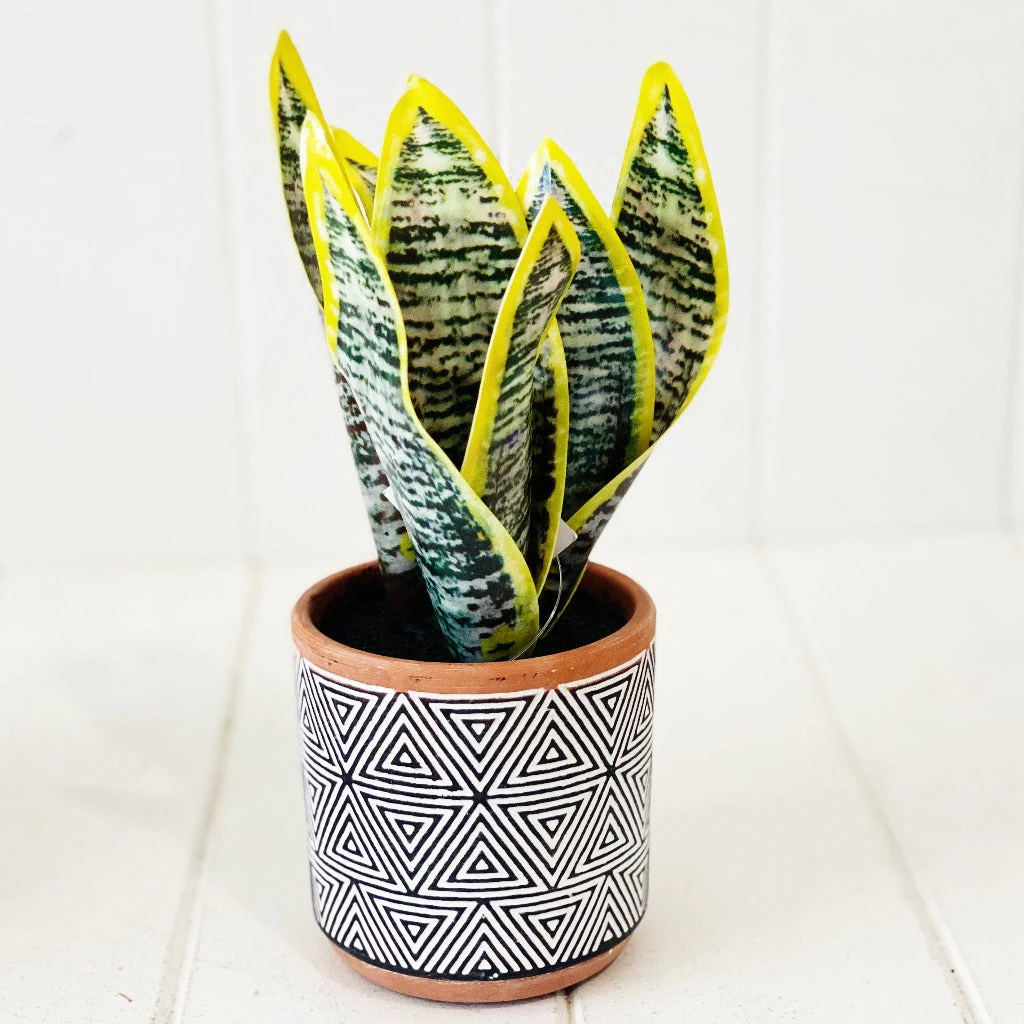 Sansevieria in Terracotta Pot