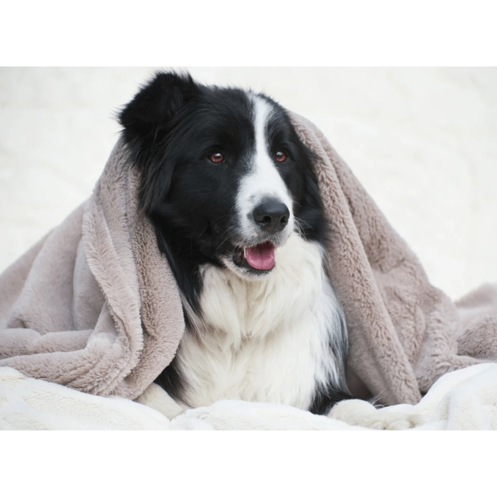 T&S Puppy Mink Dog Blanket - Mushroom