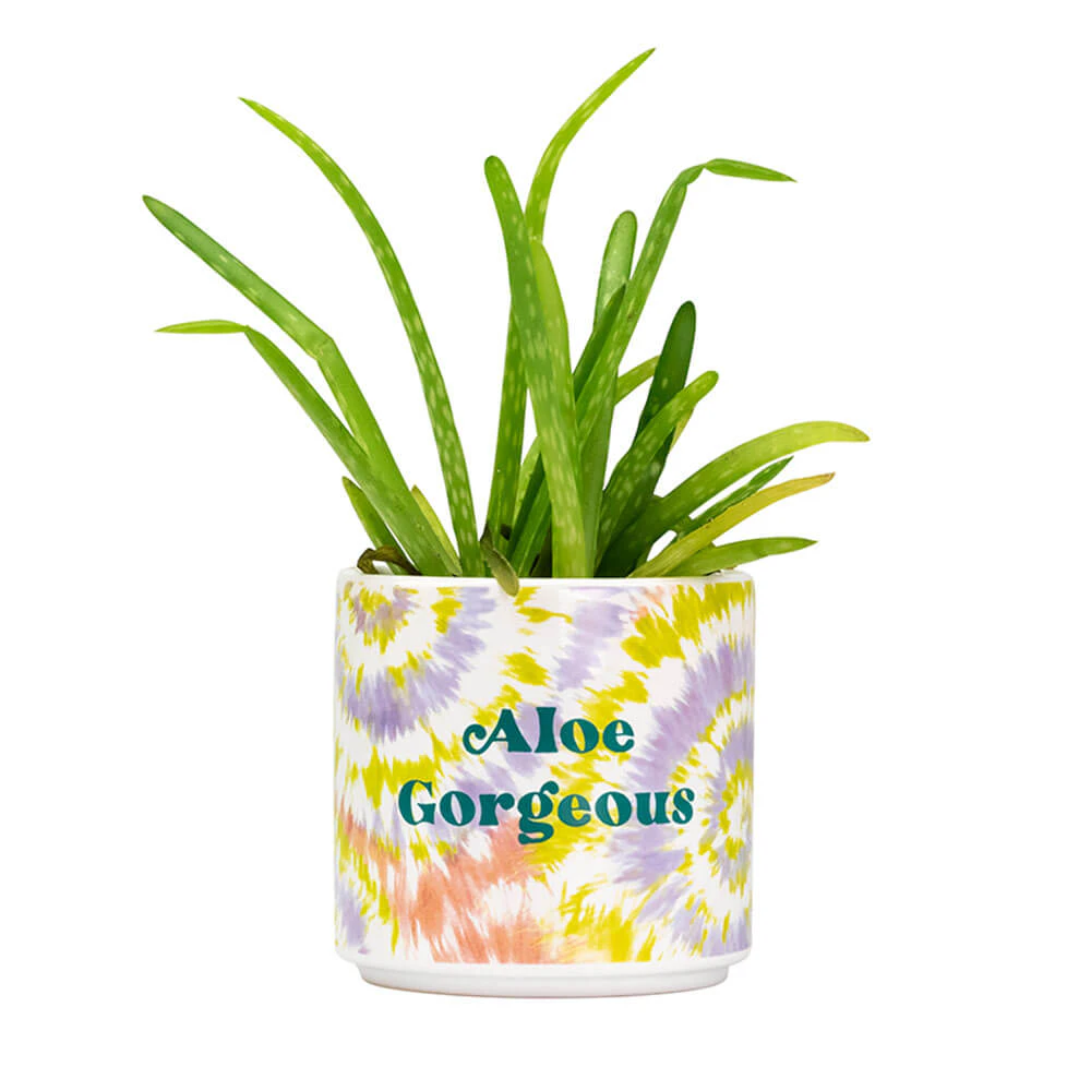 Blurred - Tie Dye Planter Small: Aloe Gorgeous