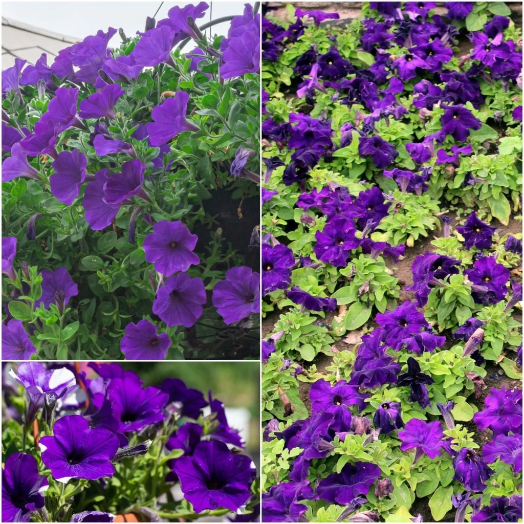 Petunia - Alderman Violet seeds