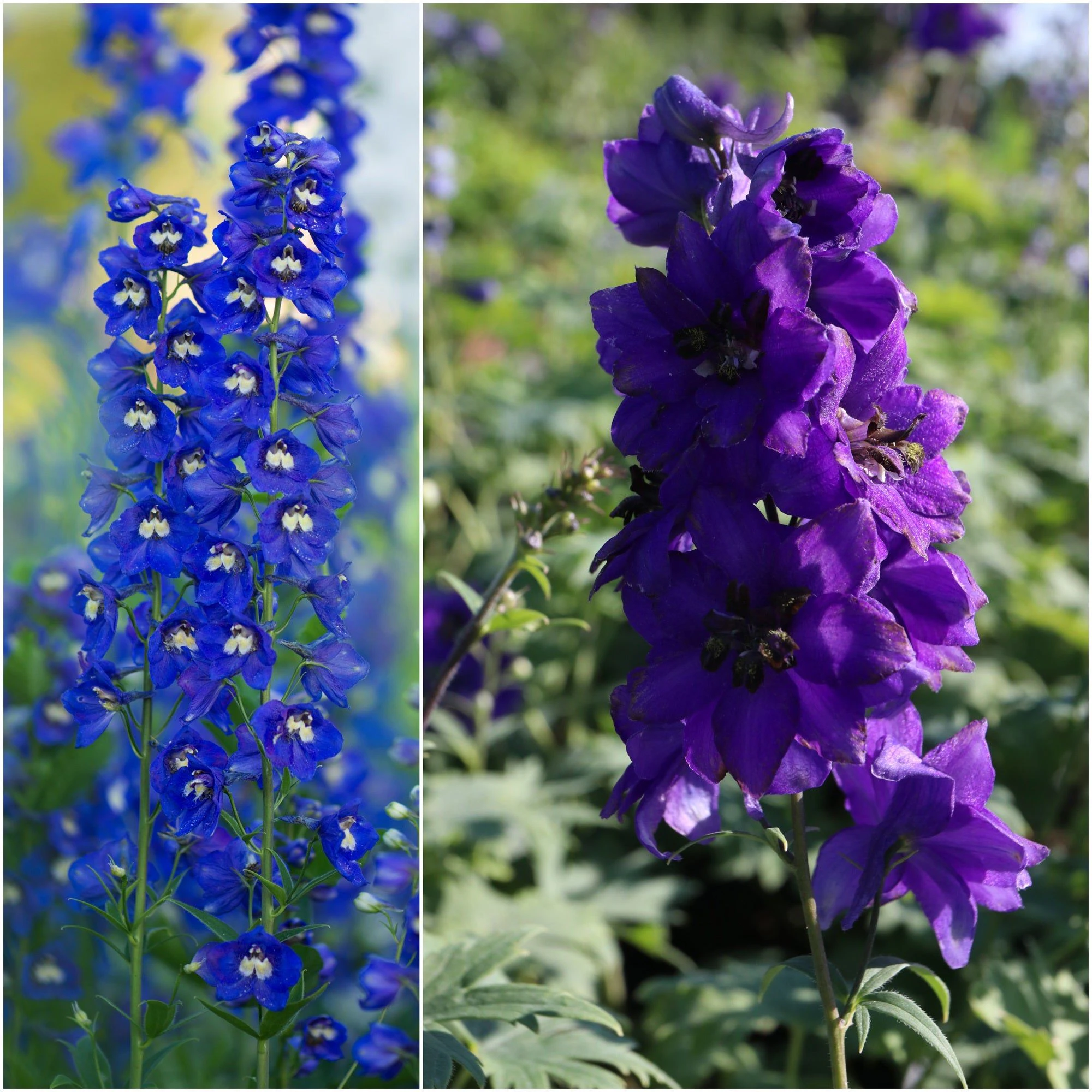 Delphinium - Pacific Black Knight seeds